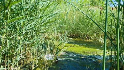 The river flows along the redds. Wildlife. Close-UP Stock-Footage 199195585