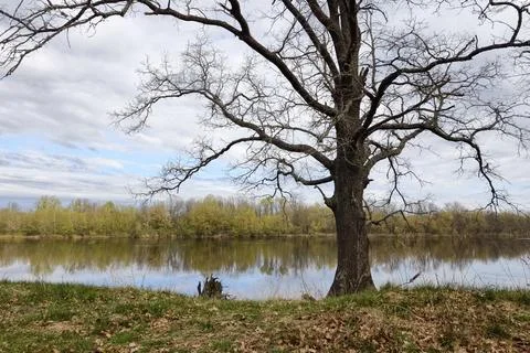 A river flows alongside a bare tree and green grass as clouds fill the sky. N Fotos de archivo
