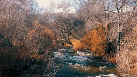 A River Flows Alongside Leafless Trees in a Beautiful Scene in Autumn Stock Footage 70805698