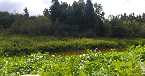 The river flows among the meadows. Video stock 96145413