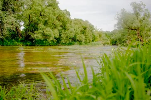 The river flows among the trees Stock Photos