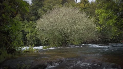 A river flows around where a single tree stands Stock-Footage 118292785