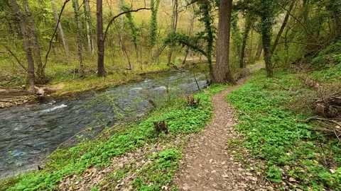 River flows beside a forest path. Mount Ozren, Serbia Видео 332729558