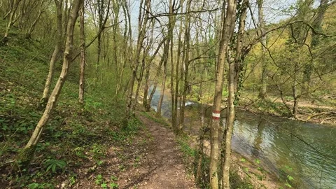 River flows beside a quiet forest trail. Mount Ozren, Serbia Vidéo 332728667