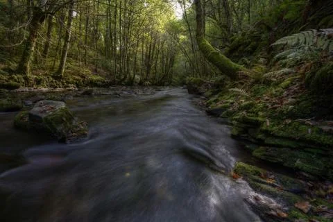 A river flows between ancient forests and mossy rocks Stock Photos