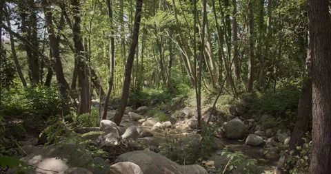 A River Flows Between Trees , Plants And Stones Stock Footage 137618505