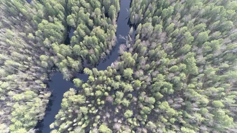 River flows between the trees in taiga. Siberia. Aerial view Stock Footage 281107536