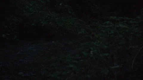 River flows calmly in nighttime Stock Footage 318279219