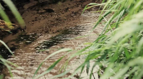 River that flows down from the forest 스톡 동영상 53299656