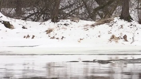 River flows in early spring, snow shore Stock-Footage 73676706