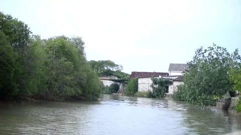 The river flows to the end with a backdrop of mangrove trees and housing Stock Footage 262404450
