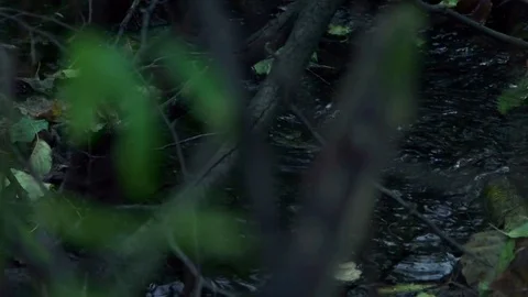 River flows in the forest in autumn Stock Footage 70139528