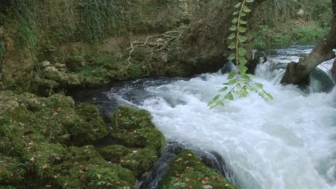 The river flows into the forest between rocks and old trees Stock-Footage 71184558