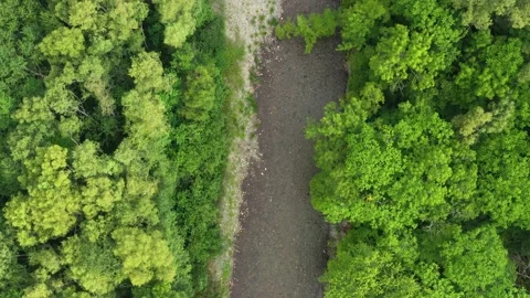 The river flows in the forest. Stock Footage 159542569