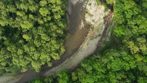 The river flows in the forest. Stock Footage 159952880