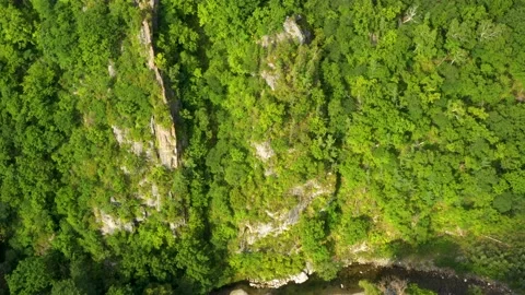The river flows in the forest. Stock Footage 164514896