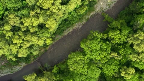The river flows in the forest. Stock Footage 164655426