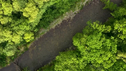 The river flows in the forest. Stock Footage 165029871
