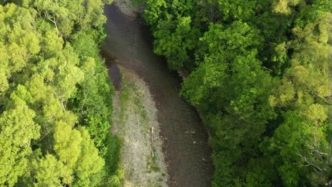 The river flows in the forest. Stock Footage 165364368