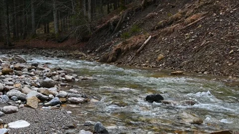 The river flows in the forest Stock Footage 255271699
