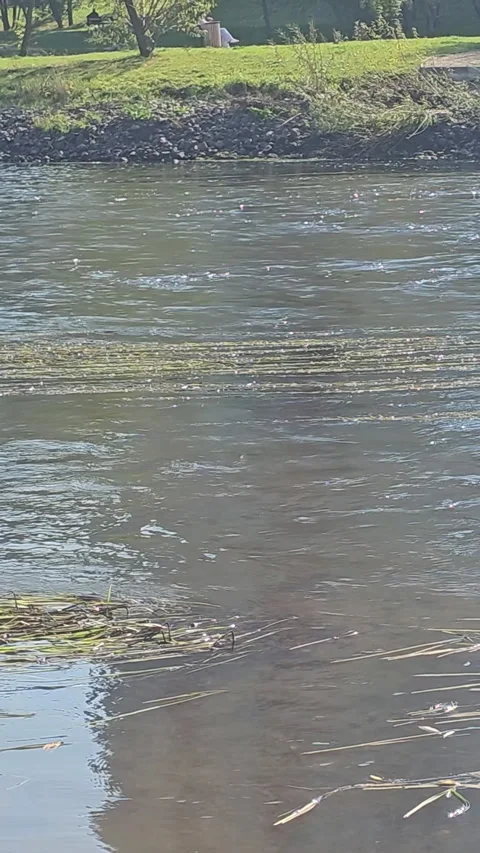 River flows gently past green grassy banks Stock Footage 347672207