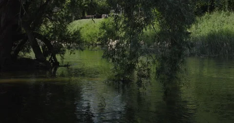 River Flows Gently Through Trees Stock Footage 147710245