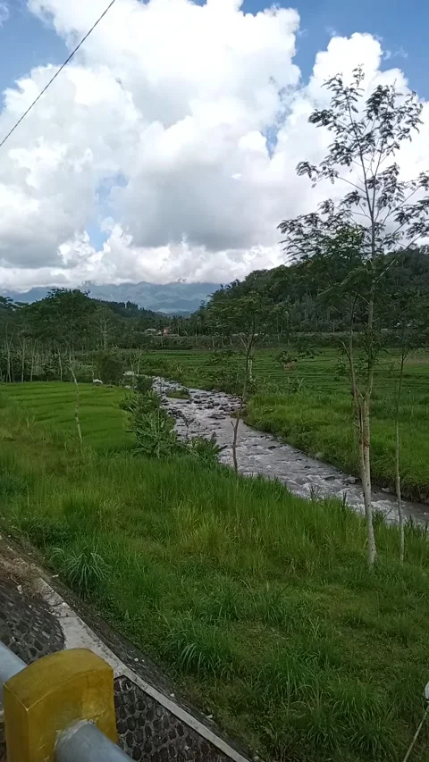 The river flows green rice fields. cool scenery. Video stock 229685731