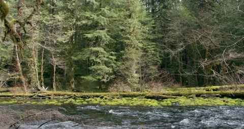 River flows in mountains of Oregon Stock Footage 220921011
