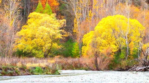 River flows over rocks in this beautiful scene in autumn, arrow town, Stock Footage 48531308