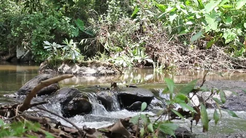 A river flows over rocks in this beautiful scene Stock Footage 77478626