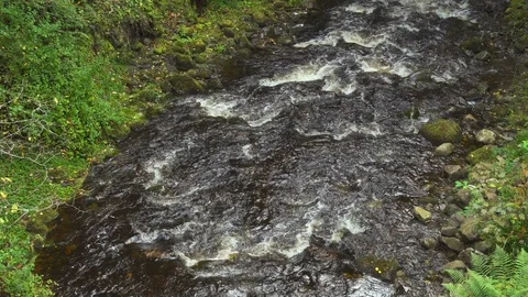 A river flows over rocks between the trees in a forest Video stock 87198545