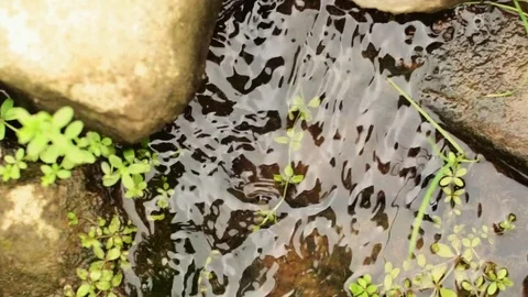 A river flows over rocks in mountains. Green creek. Vídeo Stock 80956451