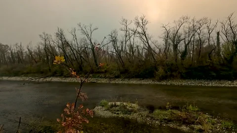 The river flows placidly in the forest Stock Footage 231172051