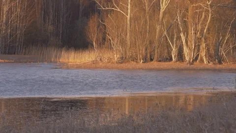 River flows in Siberia in spring Video stock 283581540