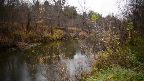 The river flows slowly in late autumn through the autumn forest Stock Footage 143799315