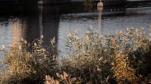 The river flows smoothly under the bridge Stock Footage 97804975