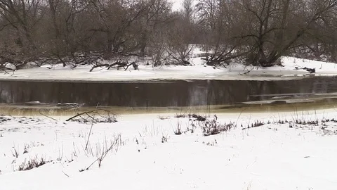 The river flows, snow-covered shore, shrubs, winter Stock-Footage 73683732