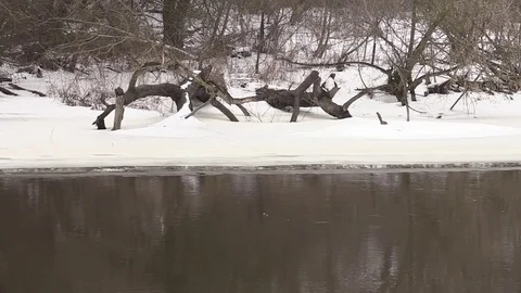 The river flows, snow-covered shore, shrubs, winter Stock-Footage 73684629