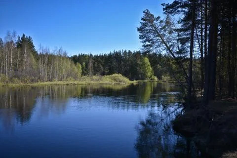 The river flows in the spring among the woods. Stock Photos
