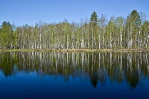 The river flows in the spring among the woods. Stock Photos
