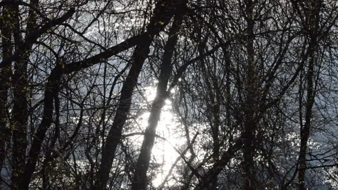 River flows. The sun. Trees Stock Footage 132754042