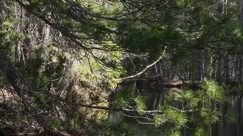 River flows in taiga. Moving camera Stock Footage 280988659