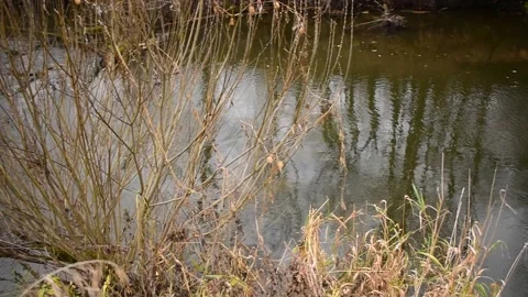 The river flows through the autumn forest Stock Footage 143799022