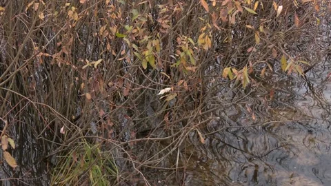 The river flows through the city park. Willow bush on the river bank. Stock Footage 234584414