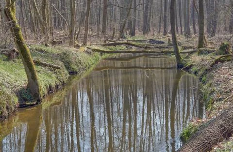 The river flows through the deciduous forest Stock Photos
