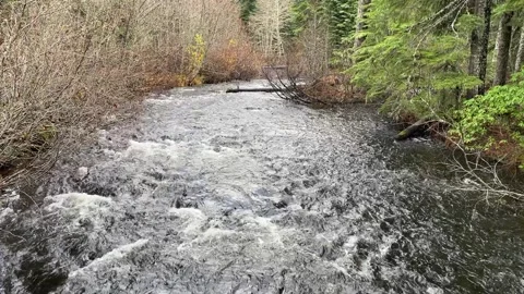 River flows through dense forest Video stock 329449189