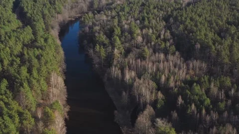 River flows through dense green forest from aerial perspective Video stock 333830621