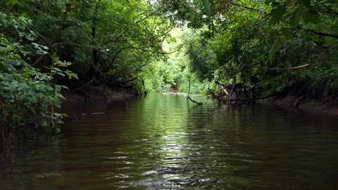 River flows through the forest Stock Footage 113195801