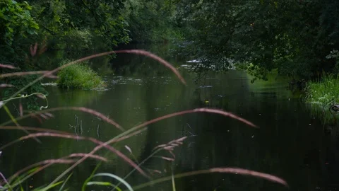 The river flows through the forest, Latvia, Maza Jugla Vídeo Stock 78559990
