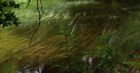 The river flows through the forest, Latvia, Maza Jugla Vídeo Stock 78561770